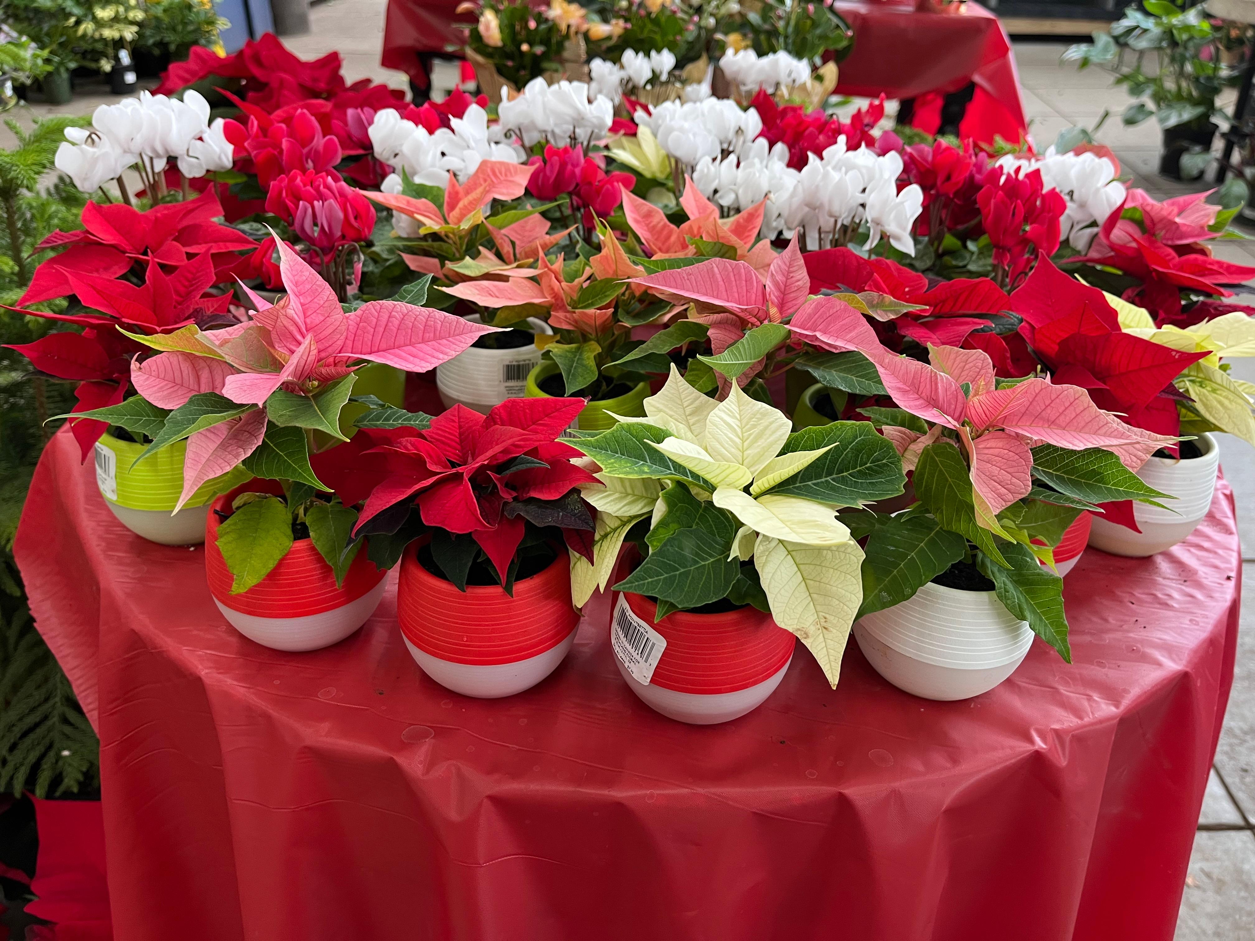 An arrangement of potted poinsettias on a table.